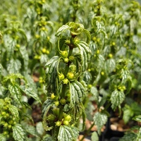 Lamium galeobdolon 'Herman's Pride'